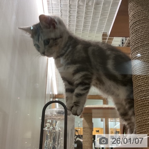 埼玉県のアメリカンショートヘアー (ペットプラス ららぽーと富士見店/2025年10月14日生まれ/男の子/シルバータビー)の子猫の3枚目の画像