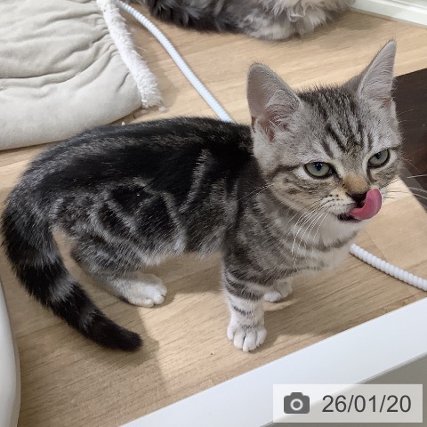 東京都のアメリカンショートヘアー (ペットプラス 日の出店/2025年10月14日生まれ/男の子/シルバータビー)の子猫の3枚目の画像