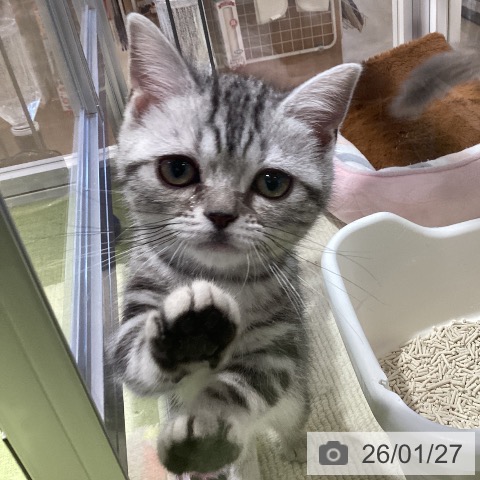 アメリカンショートヘアの写真