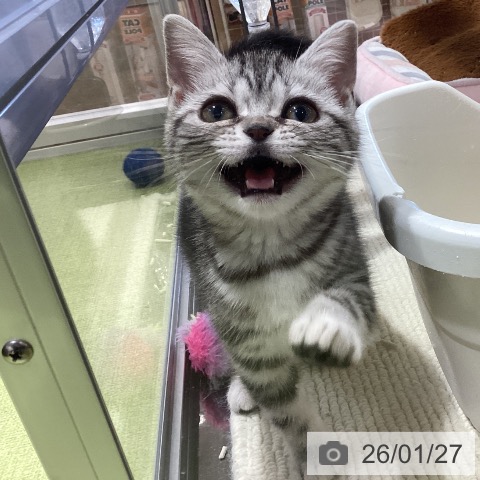 埼玉県のアメリカンショートヘアー (ペットプラス 羽生店/2025年10月14日生まれ/女の子/シルバータビー)の子猫の4枚目の画像