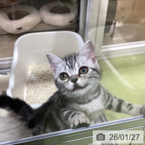 埼玉県のアメリカンショートヘアー (ペットプラス 羽生店/2025年10月14日生まれ/女の子/シルバータビー)の子猫の3枚目の画像