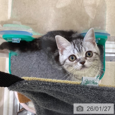 埼玉県のアメリカンショートヘアー (ペットプラス 羽生店/2025年10月14日生まれ/女の子/シルバータビー)の子猫の3枚目の画像