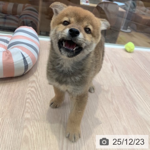 千葉県の柴犬(標準サイズ) (ペットプラス 幕張新都心店/2025年10月20日生まれ/男の子/赤)の子犬の4枚目の画像