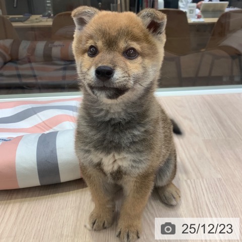 千葉県の柴犬(標準サイズ) (ペットプラス 幕張新都心店/2025年10月20日生まれ/男の子/赤)の子犬の3枚目の画像