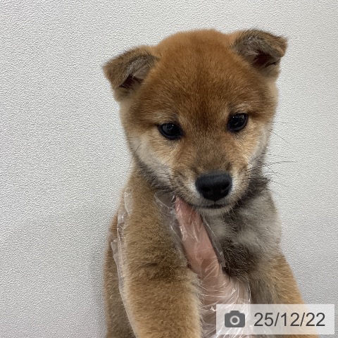 埼玉県の柴犬(標準サイズ) (ペットプラス ピオニウォーク東松山店/2025年10月20日生まれ/男の子/赤)の子犬の4枚目の画像