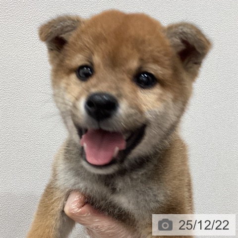埼玉県の柴犬(標準サイズ) (ペットプラス ピオニウォーク東松山店/2025年10月20日生まれ/男の子/赤)の子犬の3枚目の画像