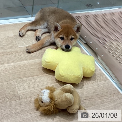 埼玉県の柴犬(標準サイズ) (ペットプラス ピオニウォーク東松山店/2025年10月20日生まれ/男の子/赤)の子犬の4枚目の画像