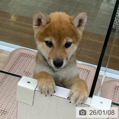 福島県の柴犬(標準サイズ) (ペットプラス 福島店/2025年10月20日生まれ/女の子/赤)の子犬の3枚目の画像