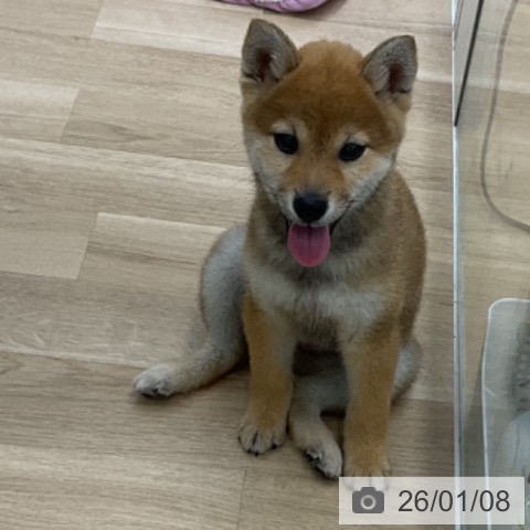 福島県の柴犬(標準サイズ) (ペットプラス 福島店/2025年10月20日生まれ/女の子/赤)の子犬の3枚目の画像