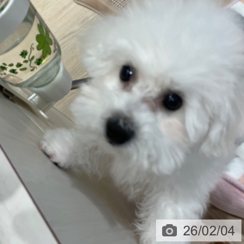 ビション・フリーゼの写真