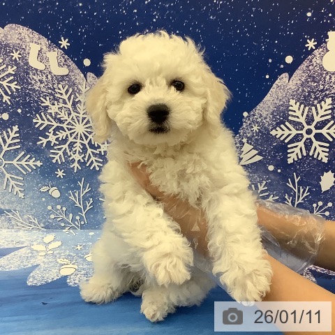 茨城県のビションフリーゼ (ペッツワン 阿見店/2025年10月19日生まれ/女の子/ホワイト)の子犬の4枚目の画像