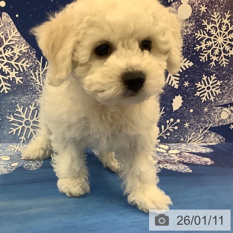 茨城県のビションフリーゼ (ペッツワン 阿見店/2025年10月19日生まれ/女の子/ホワイト)の子犬の3枚目の画像