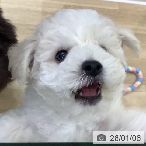 山梨県のビションフリーゼ (ペットプラス 甲府昭和店/2025年10月18日生まれ/男の子/ホワイト)の子犬の3枚目の画像