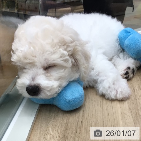 東京都のビションフリーゼ (ペットプラス 日の出店/2025年10月18日生まれ/男の子/ホワイト)の子犬の4枚目の画像