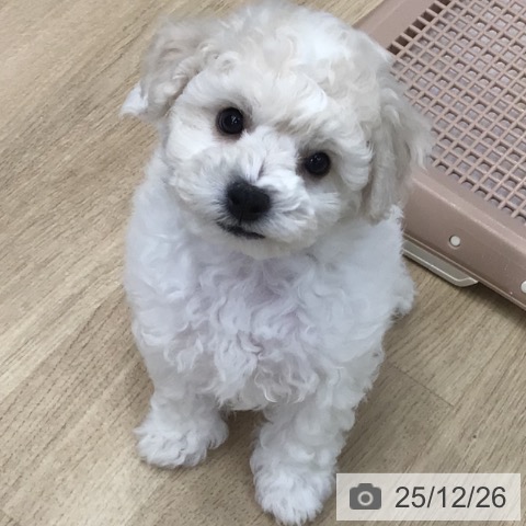 ビション・フリーゼの写真