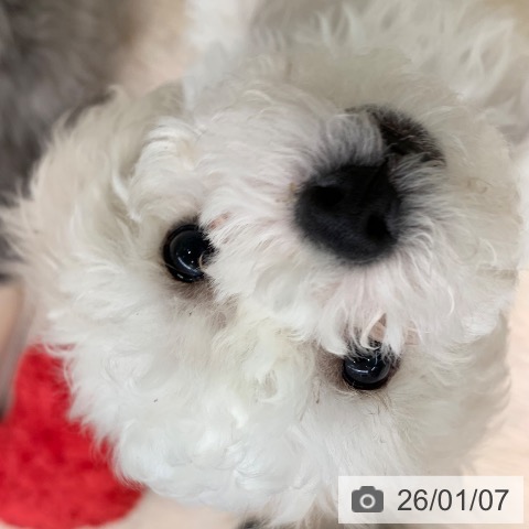 千葉県のビションフリーゼ (ペットプラス 幕張新都心店/2025年10月18日生まれ/女の子/ホワイト)の子犬の4枚目の画像