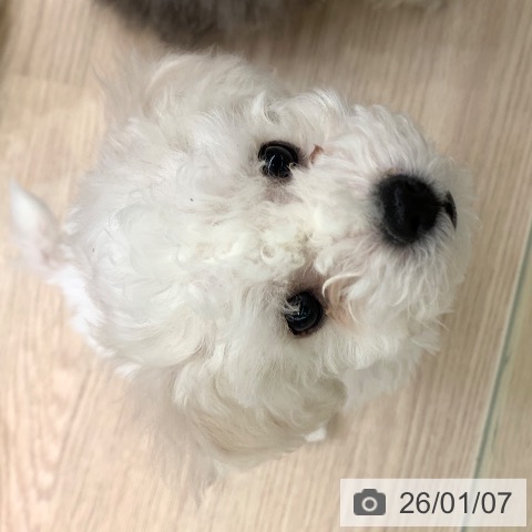 千葉県のビションフリーゼ (ペットプラス 幕張新都心店/2025年10月18日生まれ/女の子/ホワイト)の子犬の3枚目の画像