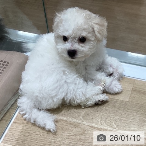 岩手県のビションフリーゼ (ペットプラス 盛岡南店/2025年10月18日生まれ/女の子/ホワイト)の子犬の3枚目の画像