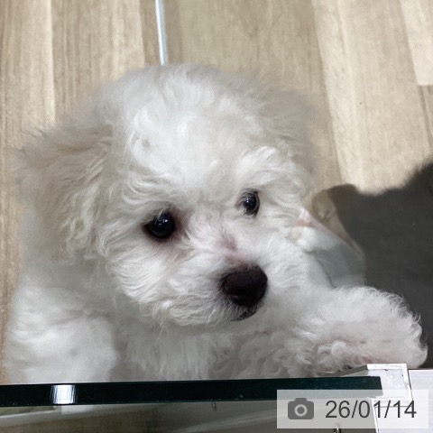 岩手県のビションフリーゼ (ペットプラス 盛岡南店/2025年10月18日生まれ/女の子/ホワイト)の子犬の3枚目の画像