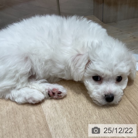 埼玉県のビションフリーゼ (ペットプラス ららぽーと富士見店/2025年10月18日生まれ/女の子/ホワイト)の子犬の3枚目の画像