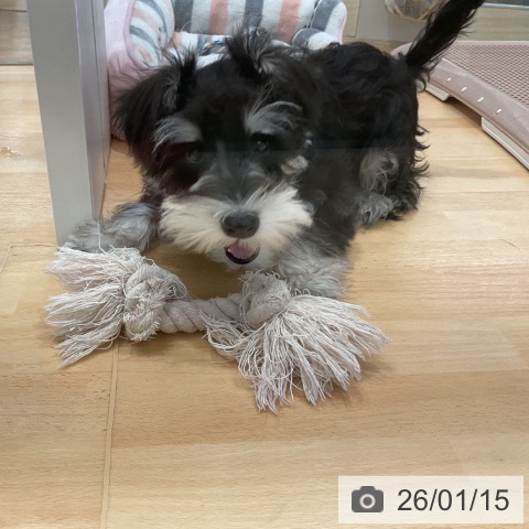 埼玉県のミニチュアシュナウザー (ペットプラス 浦和美園店/2025年9月29日生まれ/男の子/ブラックシルバー)の子犬の3枚目の画像