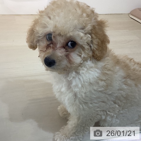 埼玉県のトイプードル(トイ) (ペットプラス クレアモール川越店/2025年10月22日生まれ/女の子/アプリコット)の子犬の4枚目の画像