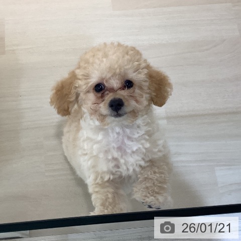 埼玉県のトイプードル(トイ) (ペットプラス クレアモール川越店/2025年10月22日生まれ/女の子/アプリコット)の子犬の3枚目の画像