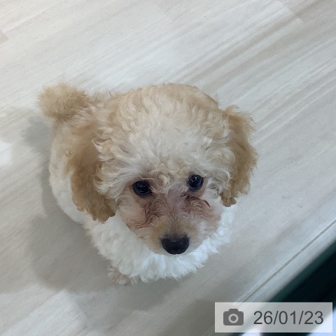 埼玉県のトイプードル(トイ) (ペットプラス クレアモール川越店/2025年10月22日生まれ/女の子/アプリコット)の子犬の3枚目の画像