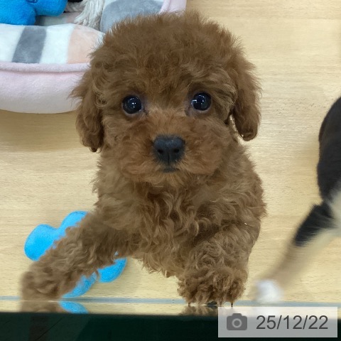 埼玉県のトイプードル(トイ) (ペットプラス 羽生店/2025年10月22日生まれ/女の子/レッド)の子犬の3枚目の画像