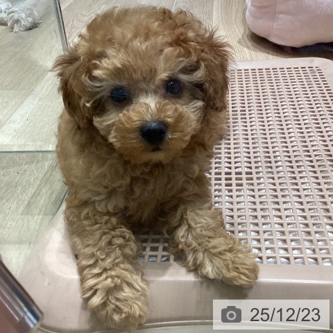 長野県のトイプードル(トイ) (ペットプラス 須坂店/2025年10月16日生まれ/女の子/レッド)の子犬の4枚目の画像