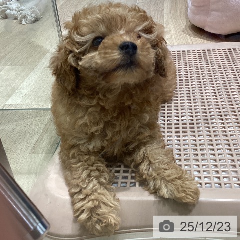 長野県のトイプードル(トイ) (ペットプラス 須坂店/2025年10月16日生まれ/女の子/レッド)の子犬の3枚目の画像