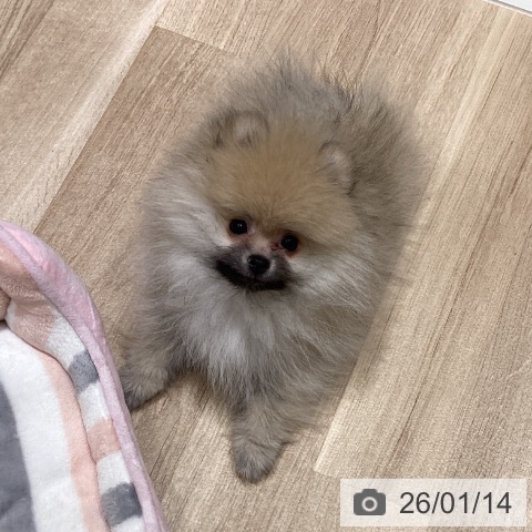 ポメラニアンの写真