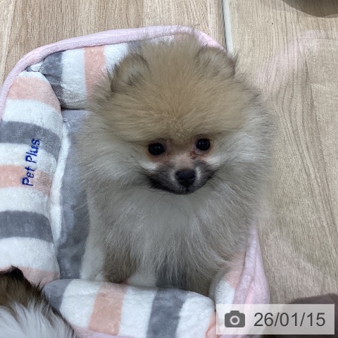 ポメラニアンの写真
