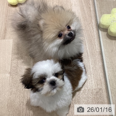 ポメラニアンの写真