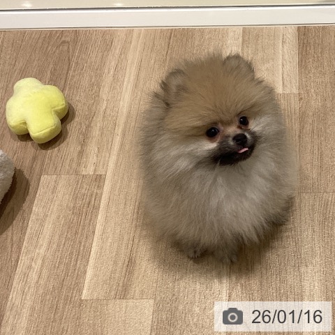 ポメラニアンの写真