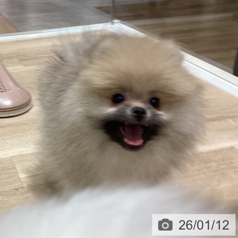 宮城県のポメラニアン (ペットプラス 仙台上杉店/2025年10月20日生まれ/女の子/オレンジ)の子犬の4枚目の画像