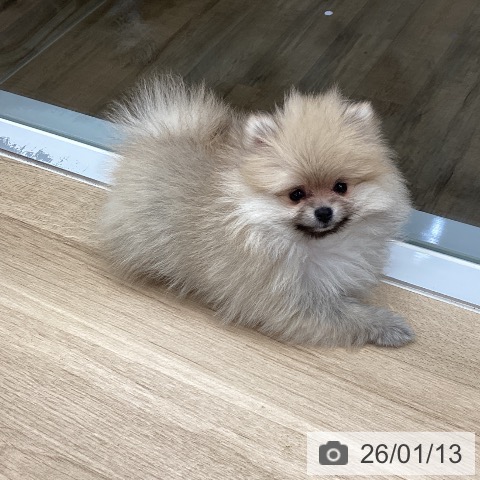 東京都のポメラニアン (ペットプラス むさし村山店/2025年10月20日生まれ/女の子/オレンジ)の子犬の3枚目の画像