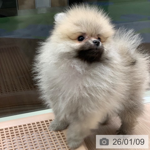 千葉県のポメラニアン (ペットプラス 幕張新都心店/2025年10月20日生まれ/女の子/オレンジ)の子犬の4枚目の画像