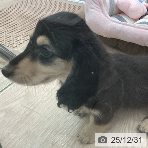 埼玉県のミニチュアダックスフンド(ロング) (ペットプラス 川口店/2025年10月22日生まれ/男の子/ブラックタン)の子犬の4枚目の画像