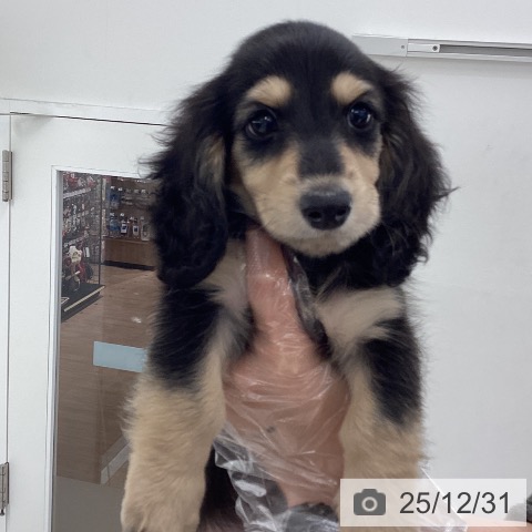 埼玉県のミニチュアダックスフンド(ロング) (ペットプラス 川口店/2025年10月22日生まれ/男の子/ブラックタン)の子犬の3枚目の画像