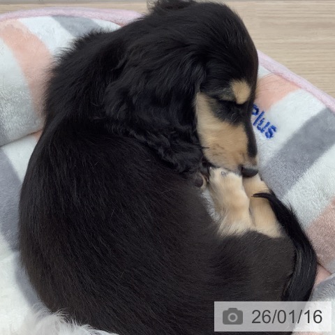 埼玉県のミニチュアダックスフンド(ロング) (ペットプラス 川口店/2025年10月22日生まれ/男の子/ブラックタン)の子犬の3枚目の画像