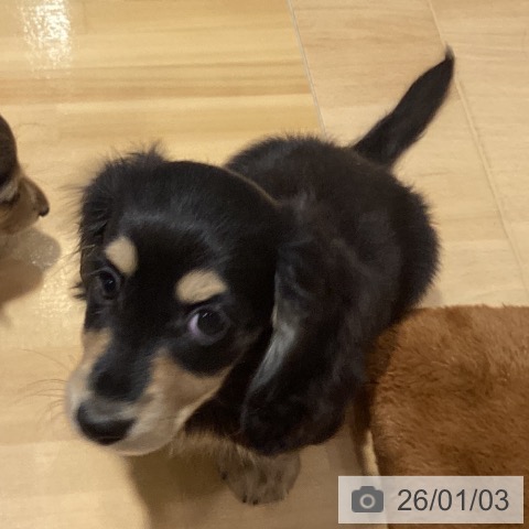 埼玉県のミニチュアダックスフンド(ロング) (ペットプラス 与野店/2025年10月22日生まれ/男の子/ブラックタン)の子犬の4枚目の画像