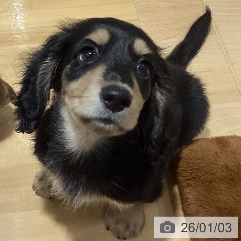 埼玉県のミニチュアダックスフンド(ロング) (ペットプラス 与野店/2025年10月22日生まれ/男の子/ブラックタン)の子犬の3枚目の画像