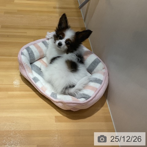 埼玉県のパピヨン (ペットプラス 与野店/2025年10月14日生まれ/男の子/ホワイトブラウン)の子犬の3枚目の画像