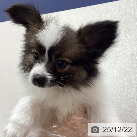 埼玉県のパピヨン (ペットプラス ピオニウォーク東松山店/2025年10月14日生まれ/男の子/ホワイトブラウン)の子犬の3枚目の画像