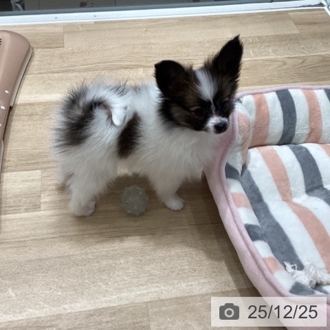 埼玉県のパピヨン (ペットプラス ピオニウォーク東松山店/2025年10月14日生まれ/男の子/ホワイトブラウン)の子犬の3枚目の画像