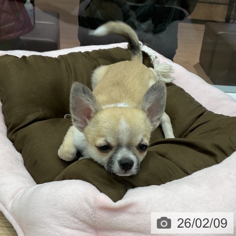 群馬県のチワワ(ロング) (ペットプラス イオンモール太田店/2025年10月16日生まれ/男の子/フォーンセーブルホワイト)の子犬の3枚目の画像