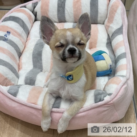 群馬県のチワワ(ロング) (ペットプラス イオンモール太田店/2025年10月16日生まれ/男の子/フォーンセーブルホワイト)の子犬の3枚目の画像