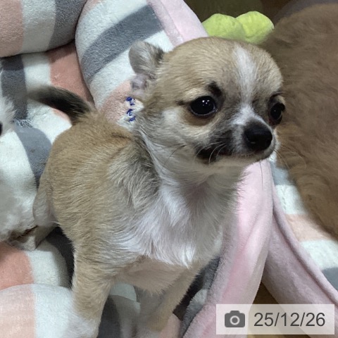 神奈川県のチワワ(ロング) (ペットプラス ビアレ横浜店/2025年10月16日生まれ/女の子/フォーンセーブルホワイト)の子犬の3枚目の画像