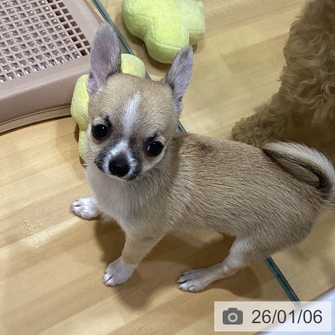 神奈川県のチワワ(ロング) (ペットプラス ビアレ横浜店/2025年10月16日生まれ/女の子/フォーンセーブルホワイト)の子犬の3枚目の画像